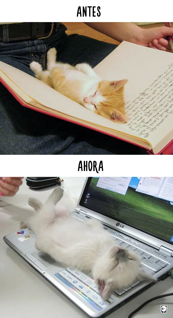 La tecnologia vs Los gatos