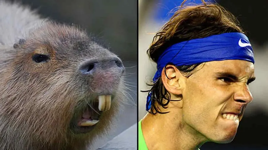 Animales