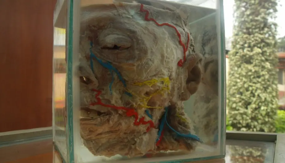 anatomia