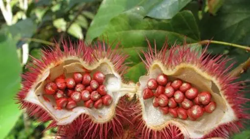 Las 10 frutas más exóticas y raras del mundo