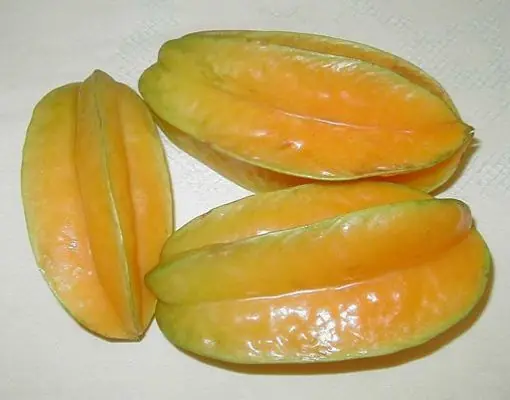 mas exoticas mas exoticas