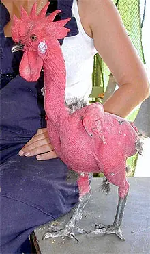 animales geneticos