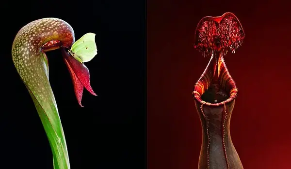 Plantas carnívoras: hambrientas y magnificas