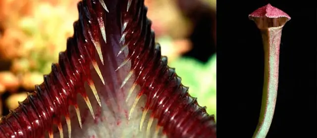 carnivoras carnivoras