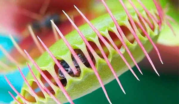 Plantas carnívoras: hambrientas y magnificas Plantas carnívoras: hambrientas y magnificas