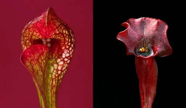 carnivoras carnivoras