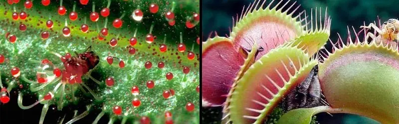 plantas