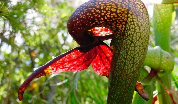 carnivoras