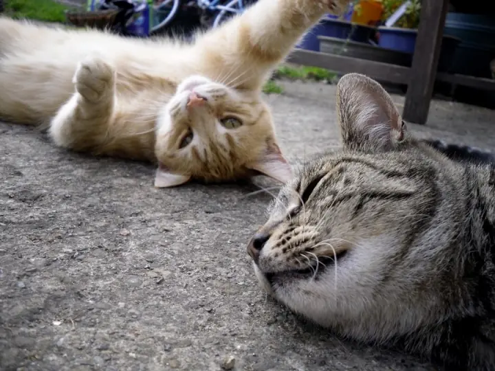 XQ tu gato hace las cosas Q hace,explicado científicamente XQ tu gato hace las cosas Q hace,explicado científicamente