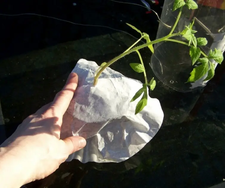 Cómo cultivar tomates al revés en botellas de plástico
