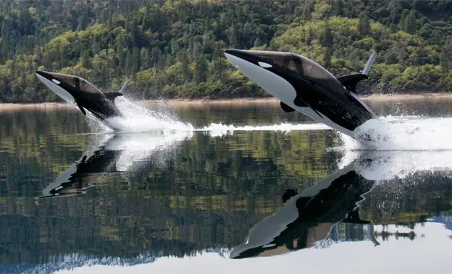 orca