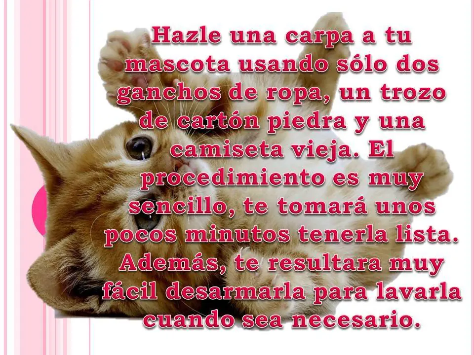felino