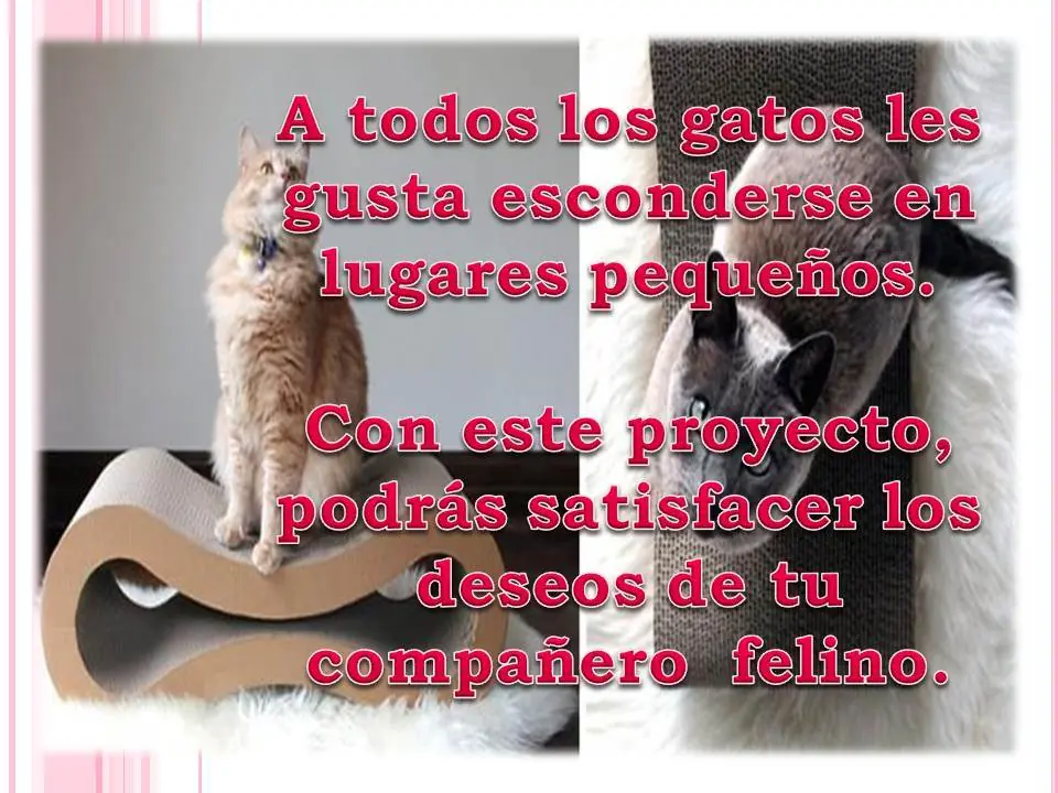 mascota