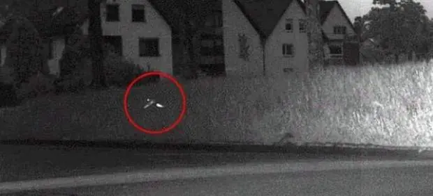 Radar de tráfico capta a un periquito con exceso de velocida