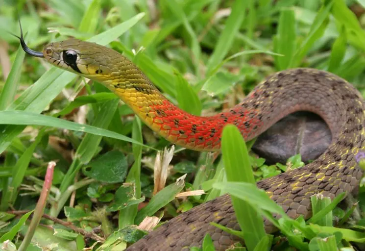 leptophis ahaetulla