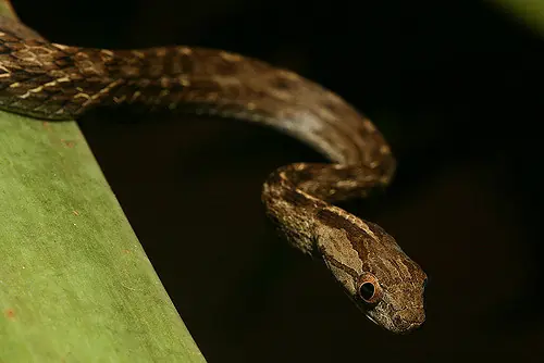 leptophis ahaetulla