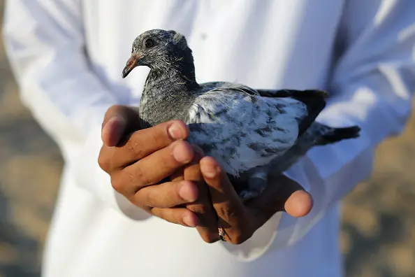 Las palomas que pueden leer las mamografías!!