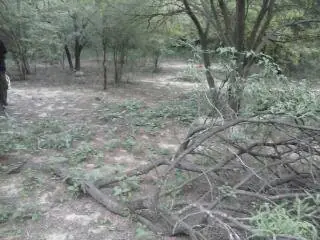 Inventario Forestal en Santiago del Estero, mira una yarará!
