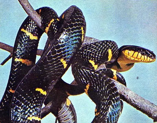 bojga ularburong