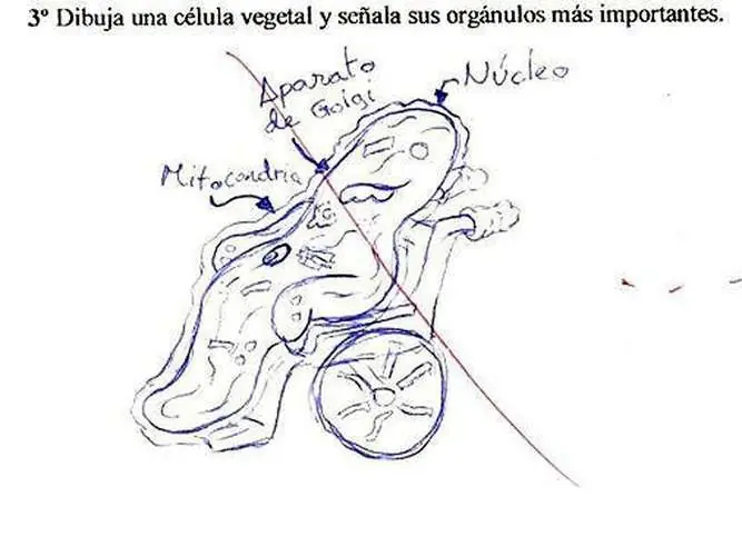 respuestas a exámenes en imágenes por si no te gusta leer