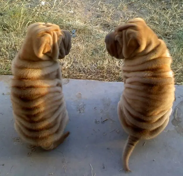 Dogs