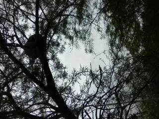 Inventario Forestal en Santiago del Estero, mira una yarará!