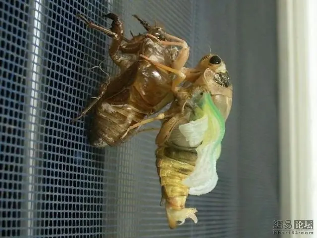 Curiosos