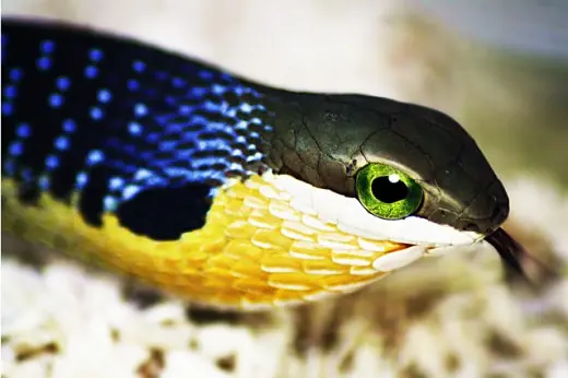 leptodeira annulata