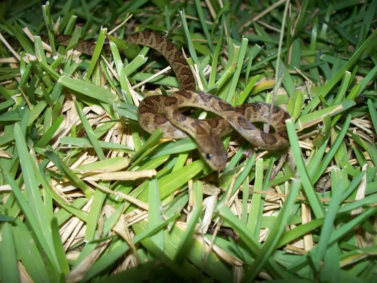 tamnodinastes strigilis