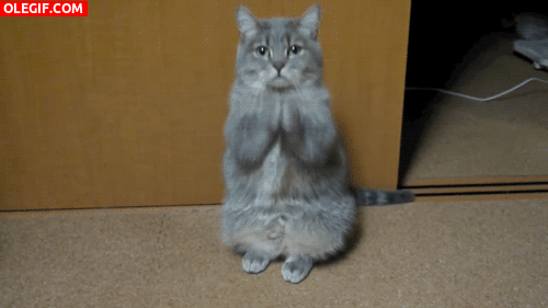 Mira como estoy ganando plata, Lince.
