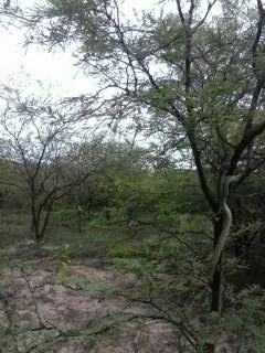 Inventario Forestal en Santiago del Estero, mira una yarará!