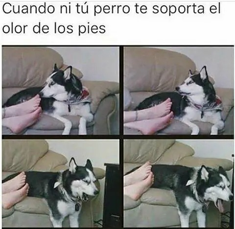humor humor