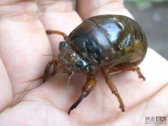 insecto