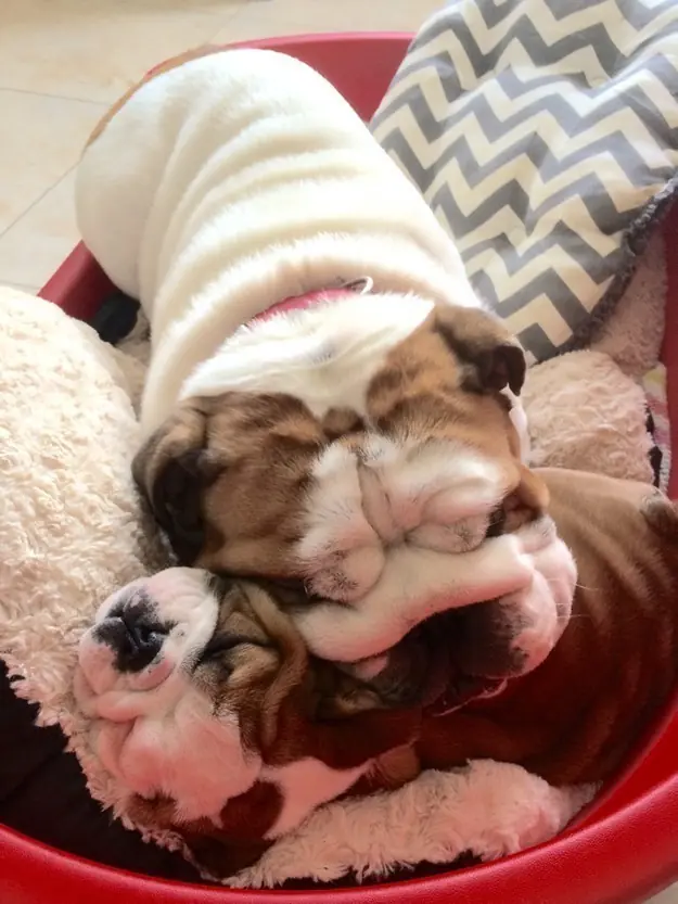 perros