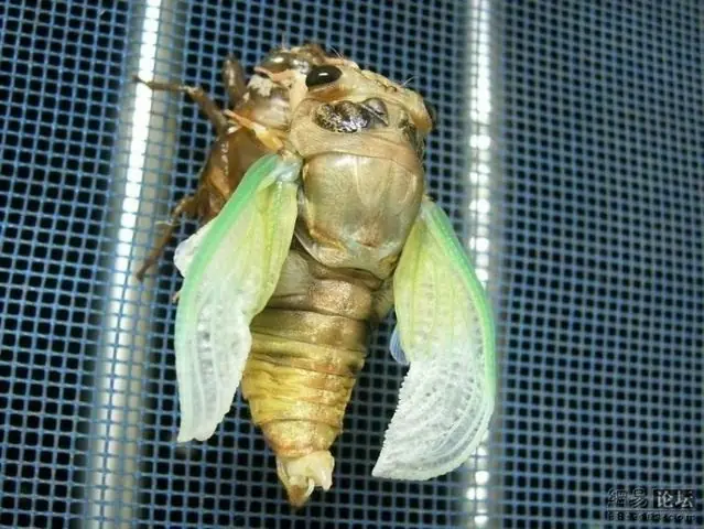 metamorfosis
