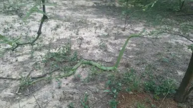 Inventario Forestal en Santiago del Estero, mira una yarará!