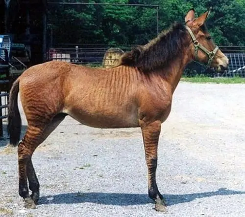 Animales Animales