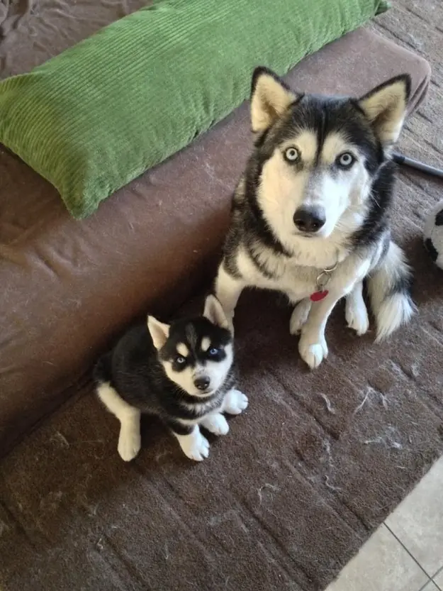 cachorros