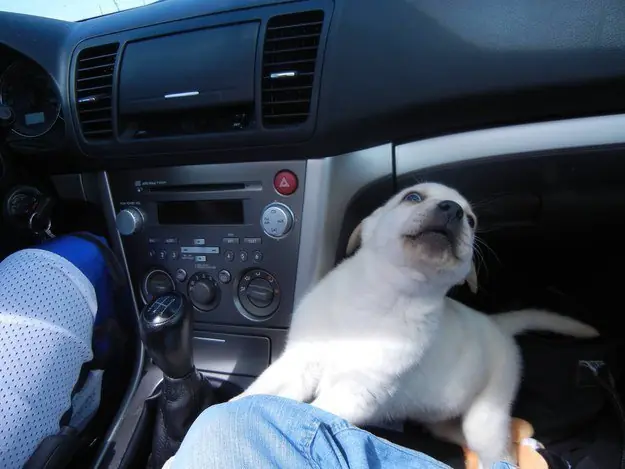 30 Cachorros que te alegrarán el día.