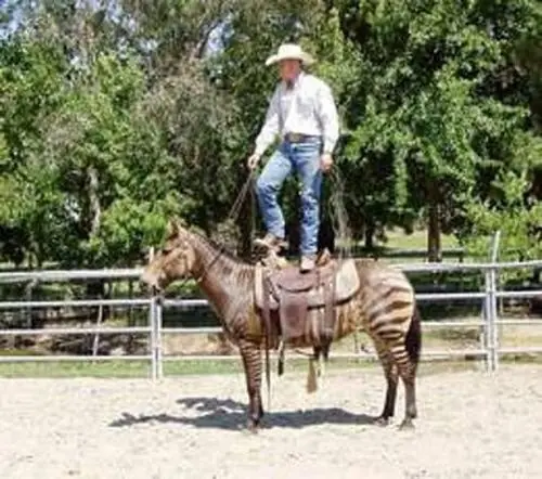 Zorse, el curioso animal mitad Cebra, mitad Équido Zorse, el curioso animal mitad Cebra, mitad Équido