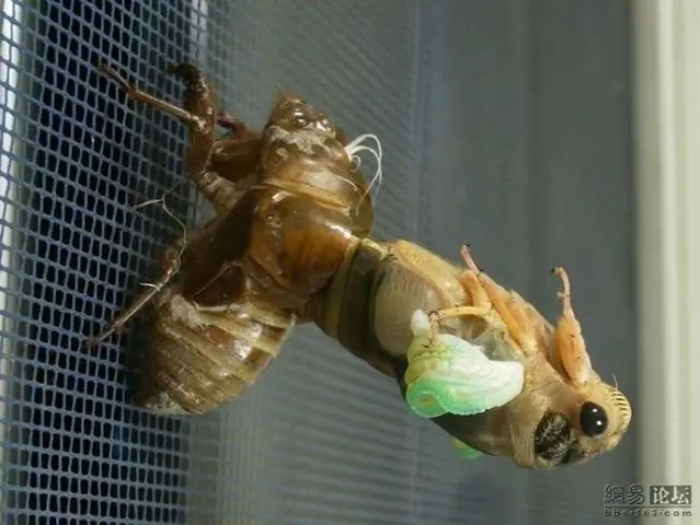 insecto