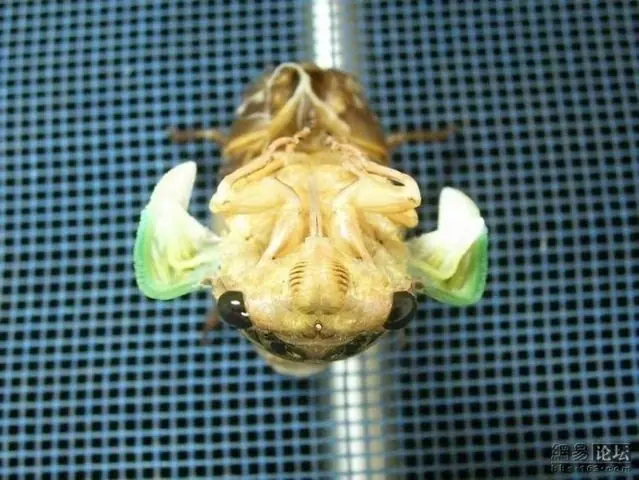 metamorfosis
