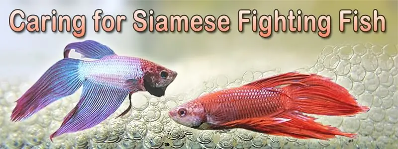 Aprende 10 palabras en inglés con imágenes 4, pasa y aprende