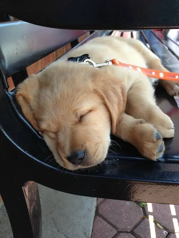 30 Cachorros que te alegrarán el día.