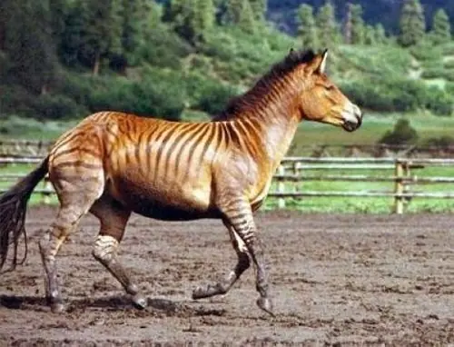 Zorse Zorse