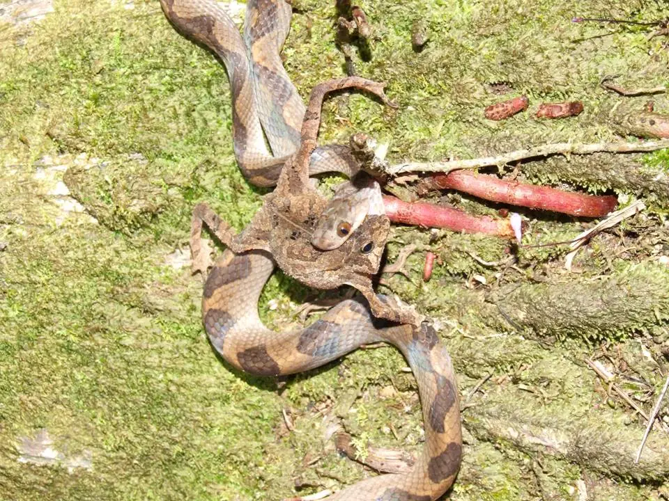 leptodeira annulata