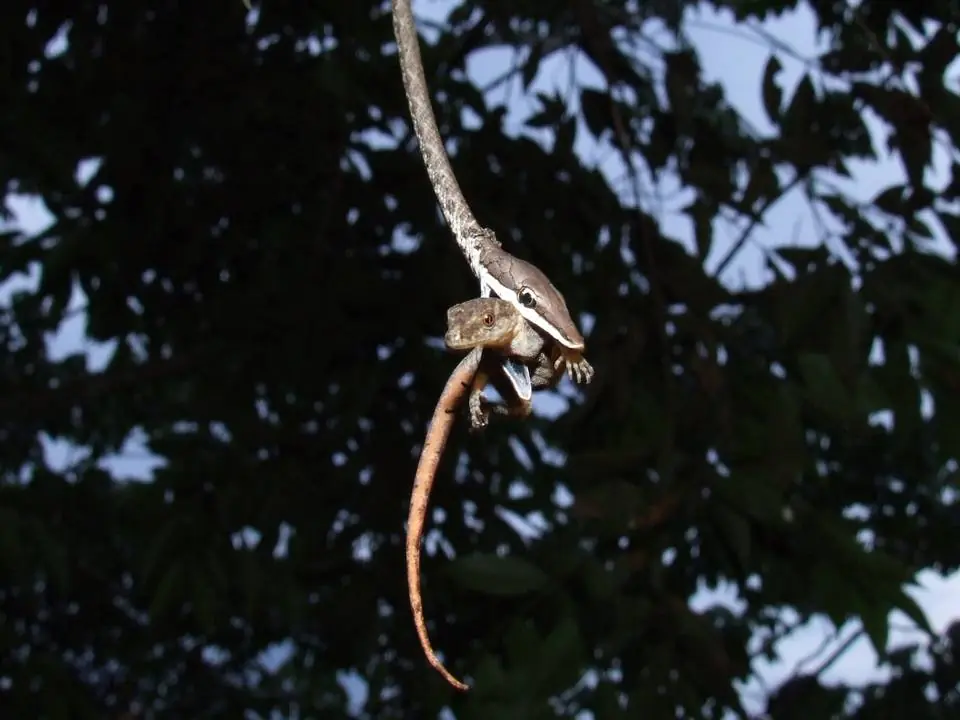 rhabdophis
