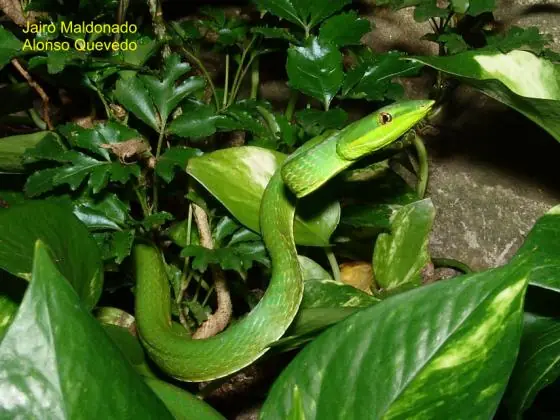 tamnodinastes strigilis