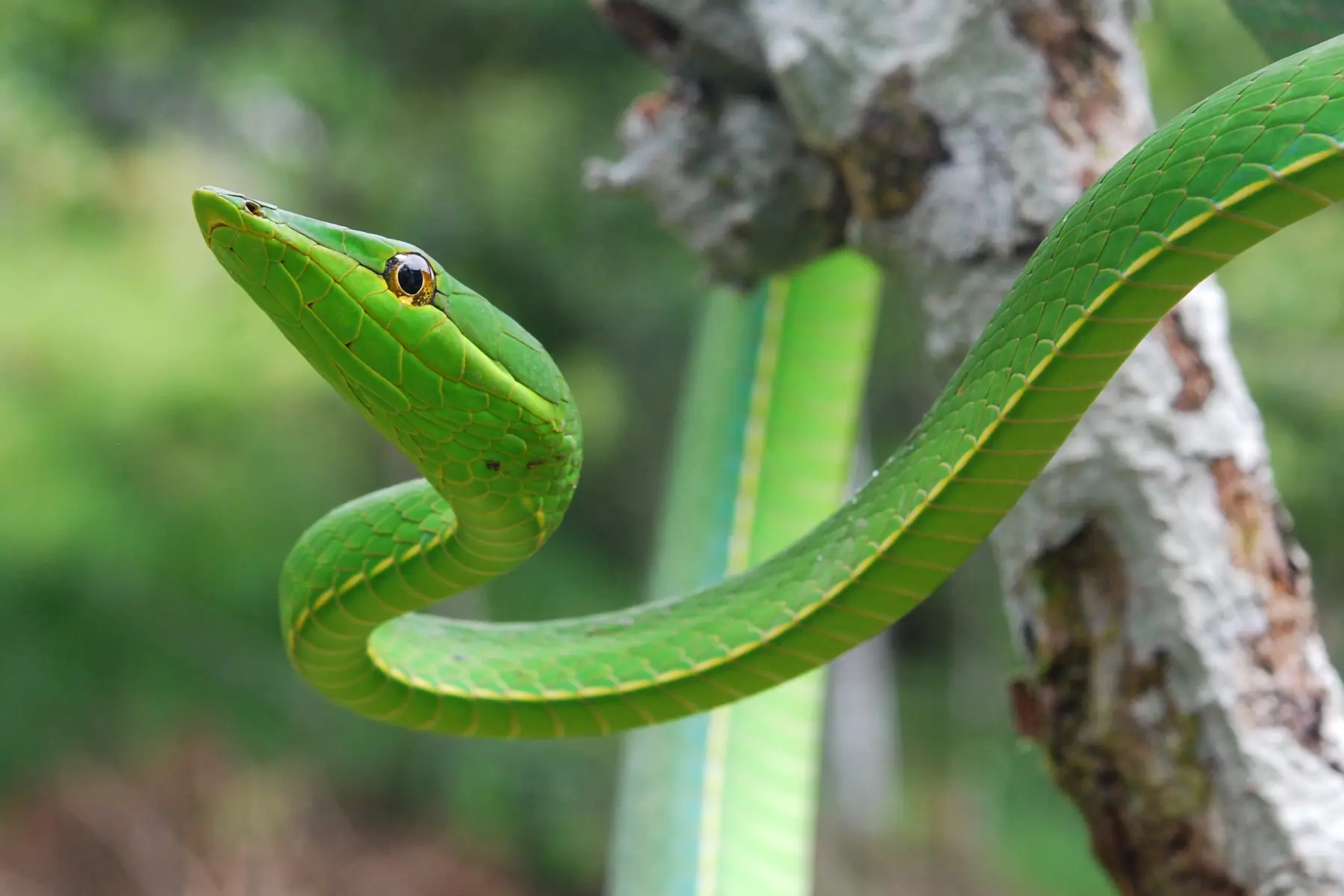 leptophis ahaetulla