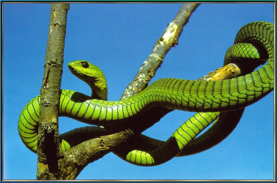 mamba negra